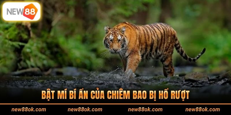 Bật mí bí ẩn của chiêm bao bị hổ rượt